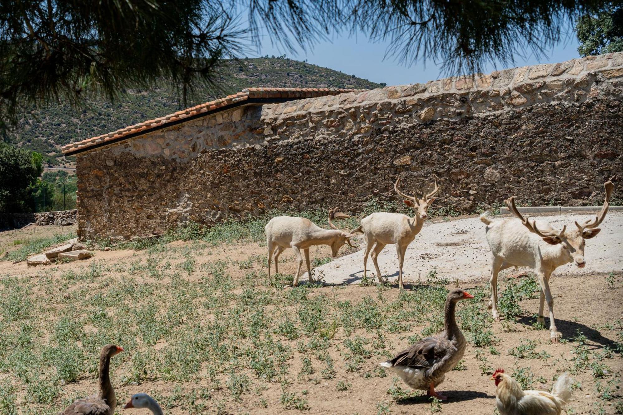 Casa Rural Los Olivos De Robledo De Chavela La Estacion المظهر الخارجي الصورة